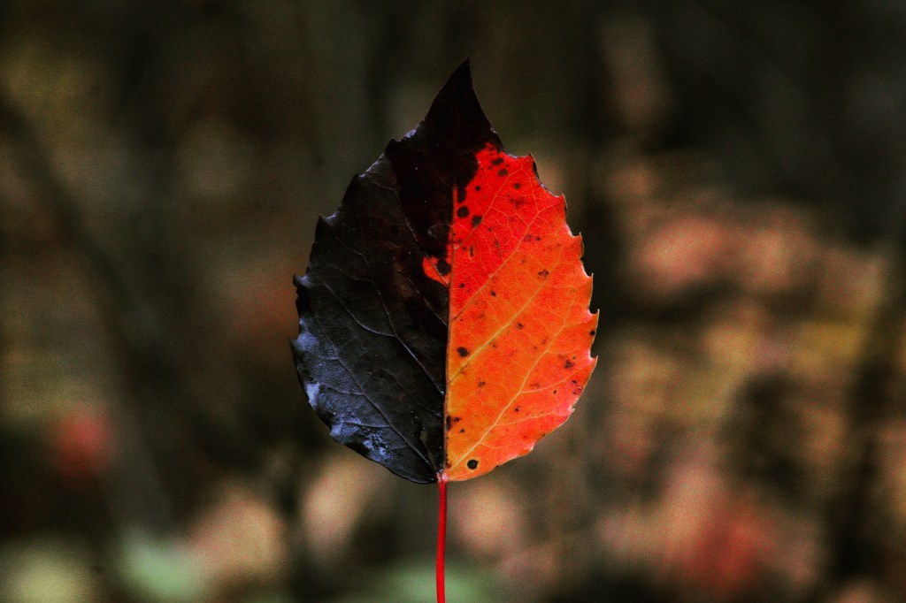Minnesota Must-Visit Fall State&nbsp;Parks